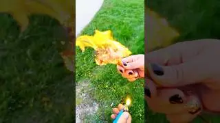 Burning cottonwood fluff  #shorts