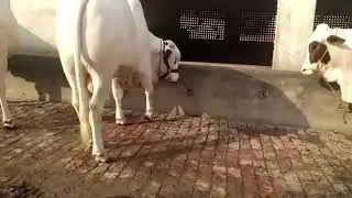 Beautiful Bachda Pair