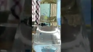 Colour bomb #science #crazyscience #experiment #bomb #fire #crackers #water #oil #colors #subscribe