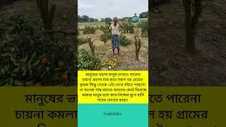 মানুষের ভালো মানুষ দেখতে পারেনা চায়না কমলা চাষ করে সফল হয় গ্রামের.! #shorts #motivation #viral