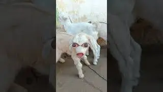 Comedy Samalpuri Mini Vlogs // trending video Sambalpuri // viral Samalpuri new video#samalpurivlog