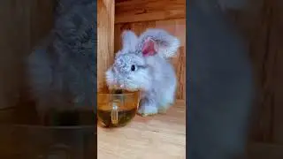 Little rabbit drinks water #animal #bunny #cute #rabbit #pets #animals
