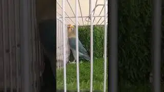Perblue Split Fisher In Cage