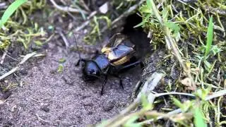 Feldgrille Gryllus campestris courtship Cut version