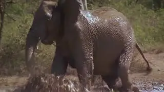 Stop Elephant Poaching