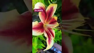 Asiatic lily flower #lily #homegardening #lilyplant
