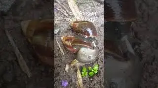 Biology time. These are giant african snail in reproduction proces. #snail #nature #gardensnail