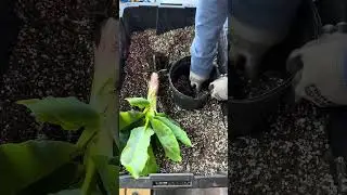 Превратите одно банановое дерево в 100 БЫСТРО! 🌴🍌 (Идеально подходит для небольших помещений и лю...