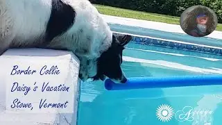 Daisy Border Collie Dog Vacation Friendly Stowe VT