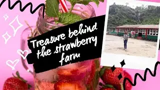 Jaw  Dropping /Strawberry Farm Shop Nuwara Eliya SriLanka/Suddi Akka