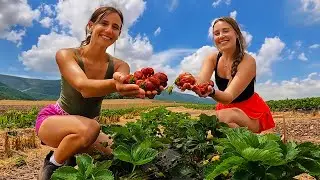 Our First Strawberry Harvest