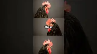 🐔 Unlocking the Power of Chicken Swarm Optimization #shorts #algorithm #computerscience #programming