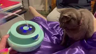 Grey Cat&rsquo;s Birthday Surprise  Playtime Fun #CuteCatVideo #CatToyReaction #PetCelebration #catvideo