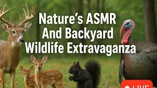 Nature's ASMR Backyard Wildlife Extravaganza. Please enjoy and smash that like button ✅😁😉