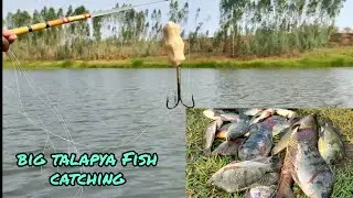Fish Hunting 🎣||Tilapia Fish🐟 Catching ||💥Manching Fishing||Rever Fish Hunting||Three Hocks Fishing.