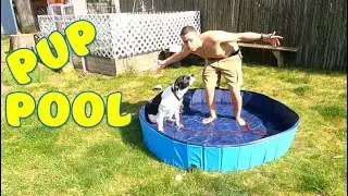 Amazon Foldable Dog Pool Setup & Review