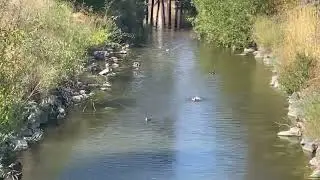 Cute Ducks in the water. One Duck is flapping its wings.