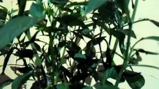 Video Growlog 23.07.2012