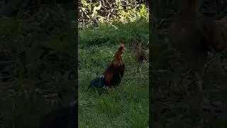 #chicken #mrny #birds #shorts