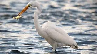 10 Facts you should know about LITTLE EGRETS