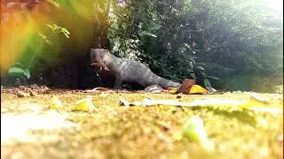 Indian grey mongoose camera captures incredible footage  🦝