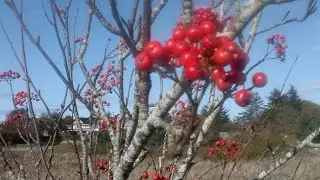 Rowan Berry Wine 1 The harvest