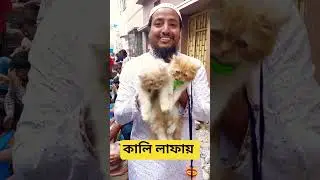 পার্শিয়াল ক্যাট খালি লাফায়। #reels #viralvideo #trending #anime #shortvideo