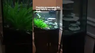 Curing my Driftwood.