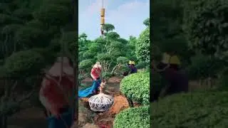 TREE TRANSPLANT 🌲  #shorts #shortsvideo #Shorts #Shortsvideo #viralvideoonyoutube #GAUTAMTIWARI ❤️🌲