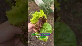 How to harvest lettuce for success! 🙌 #lettuce #harvest #gardening