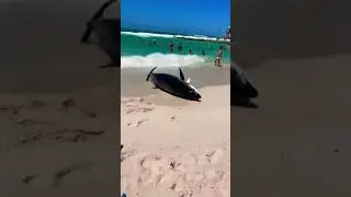 Beach Day Turns Insane When Huge Fish Explodes Out of the Water 😱