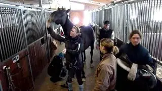 Reitabzeichen Reiterhof Konle - Basispass 4