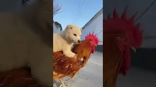 #funnyvideos #funny #dog #animal#cute #zoo #nature