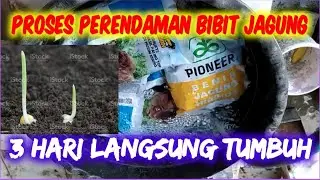 PROSES PERENDAMAN BIBIT JAGUNG SEBELUM DITANAM