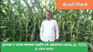 HARLAL SEEDS 7272 MAIZE RABBIKINGMAKER@MAKKA@लईभारी.