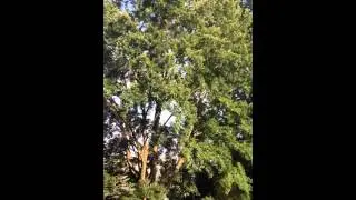 Water balloon, slingshot, kickball, tree... Check!