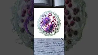 Simple & Clear&ldquo;DLC (Differential Leucocyte Count) Explained in Easy Language&rdquo;