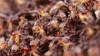 Termites and a DOUBLE Give Away! - Short Expedition