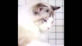 Catnip Capers: Watch Your Kitty Go Cuckoo for our Meow-tastic Minty Bubbles!