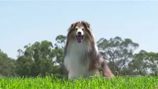 Shale Hills Dog Park