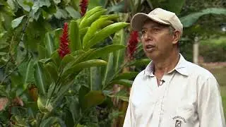 Bases para la rentabilidad del cultivo de cacao- La Finca de Hoy