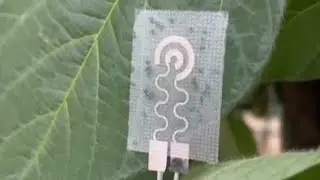 This plant-wearable sensor can monitor plant health! #short
