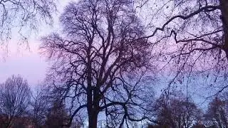 Olga Georgievskaya plays J.S. Bach Prelude and Fugue in B flat minor