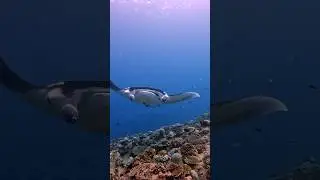 Giant manta ray #maldives #diving #underwater #scubadiving #manta #shorts #maniurashydh