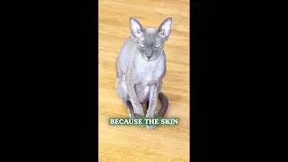 How Often Should You Bathe Your Sphynx Cat?     #sphynxcare 