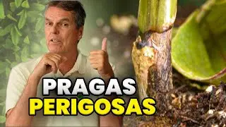 QUAL O MELHOR REMEDIO para RESOLVER PROBLEMAS com RHIZOCTONIA ?