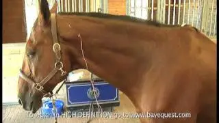 How to help your horse with acupuncture