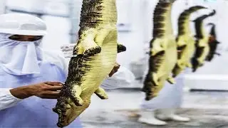 Modern Crocodile Farming Technology. Crocodile Meat Processing Factory. Million Dollars Ostrich Farm