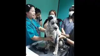 4 Vital sign...Vet Nurse MUT EP:20
