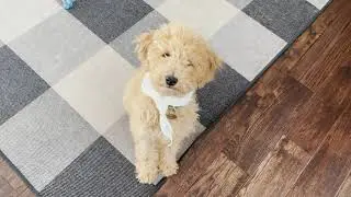 DIY Personalized Dog Bandana with Procreate and a Sublimation Printer